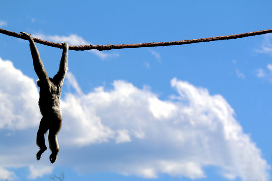 Monkey Hanging Out
