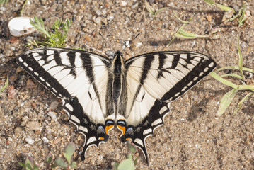 butterfly