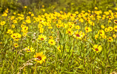 Field of flowers