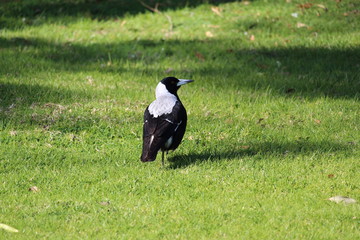 Australian Magpie Bird taken on Phillip Island, Australia