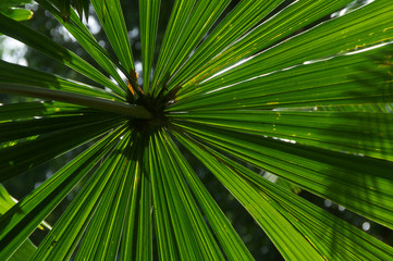 Lady Palm Frond Abstract