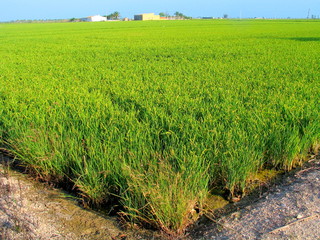 Delta del Ebro. Parque natural en Tarragona, Cataluña, España junto al mar mediterraneo