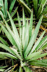 Yucca spines looking down - 220724465