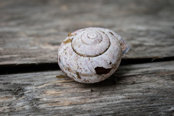 Old shells on a wooden table. Shells of molluscs remaining empty.