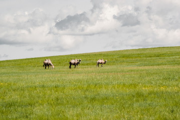 Camels on a field. Beginning of the Gobi desert