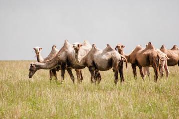 Camels on a field. Beginning of the Gobi desert