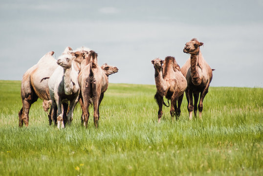 Camels on a field. Beginning of the Gobi desert