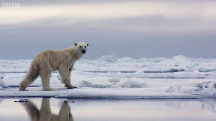 bear polar arctic