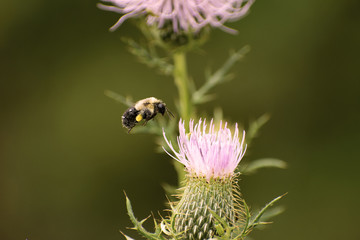 Common Eastern Bumble Bee (Bombus impatiens) with pollen sac hovering beside western Iowa Tall...