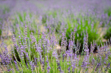 Bee landing on lavender - 220727252