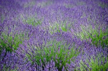 Dense field of lavender - 220727271