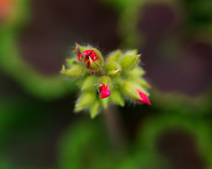 Macro shot of pelargonium bullseye red geranium, geraniaceae in botanic garden.