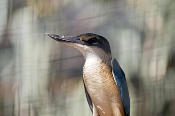 forest kingfisher