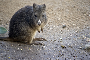 long nosed potoroo