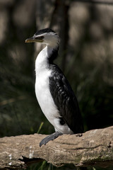 pied cormorant