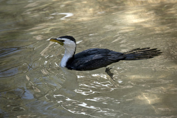pied cormorant