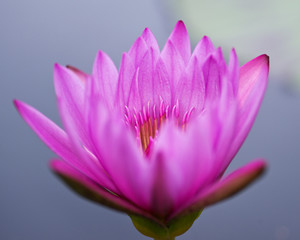 Nymphea plum crazy tropical water lily in botanic garden