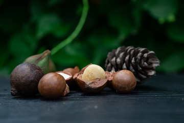 Macadamia fruit with Flowers of pine isolated on green leaf background
