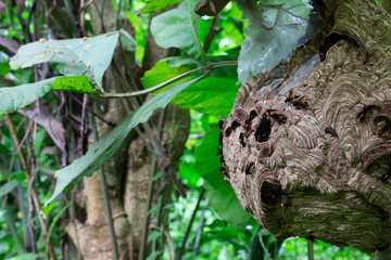 Big Wasp looking for food give Larva on wasp nest
