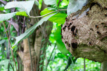 Big Wasp looking for food give Larva on wasp nest
