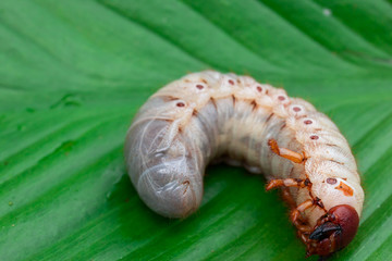 Worm of the Dynastinae on green leaf background
