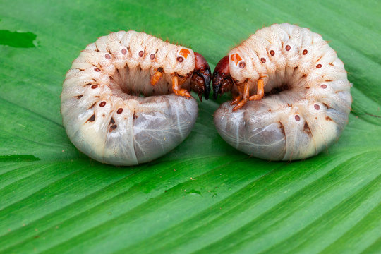 Worm of the Dynastinae on green leaf background
