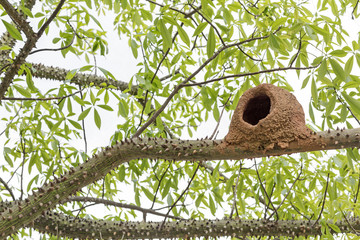Red ovenbird house