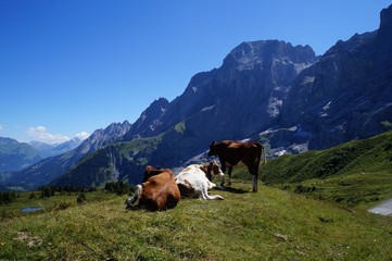 Fototapeta na wymiar グロッセ・シャイデックの丘と牛