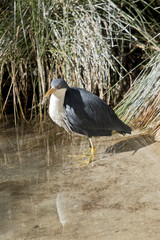 pied heron