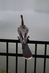 Anhinga
