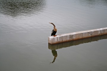 Anhinga
