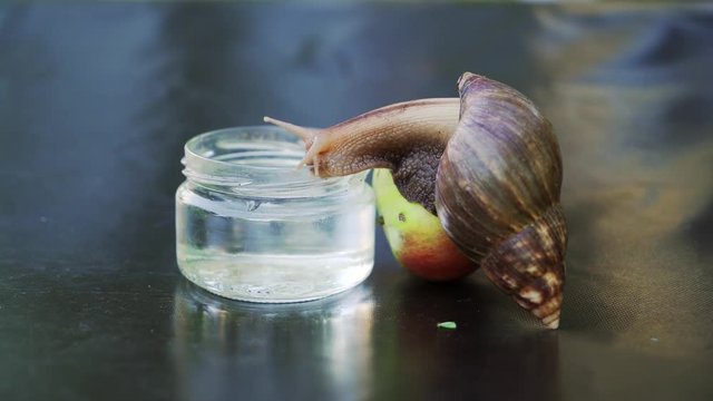 Snail sitting on a glass and drinking the water. Giant African land snail (Achatina fulica)