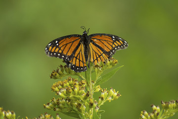 Battered Monarch Butterfly (Danaus plexippus) with damaged wings, resting on goldenrods following severe thunderstorms in Guthrie Center, Iowa.