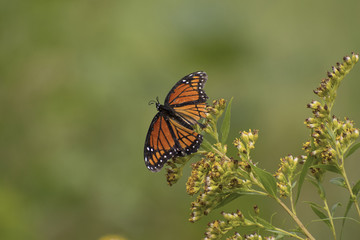 Battered Monarch Butterfly (Danaus plexippus) with damaged wings, resting on goldenrods following severe thunderstorms in Guthrie Center, Iowa.