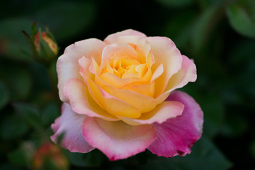 Macro shot of the Peace rose, formally Rosa 'Madame A. Meilland'. Bud of garden hybrid tea rose in botanic garden.