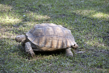 African spurred tortoise