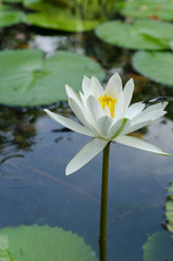 Beautiful white water lily flower in the pond.
