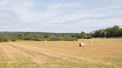 Round hay bales golden field, summer sun, landscape, no people.