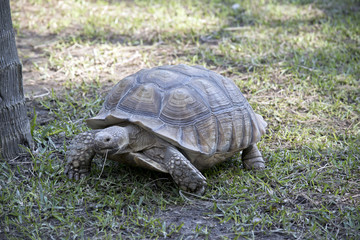 African spurred tortoise