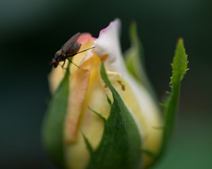 Macro shot of the Peace rose, formally Rosa 'Madame A. Meilland'. Bud of garden hybrid tea rose with fly in botanic garden.