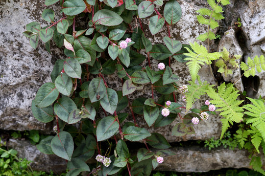 little pink flowers and green levaes on rock wall
