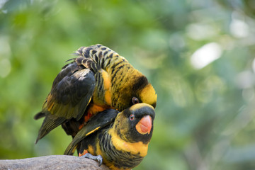 dusky lory
