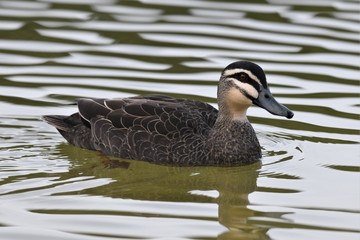 Duck swimming in lake