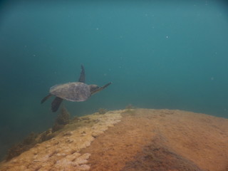 Obraz premium Baby turtle floating into the blue