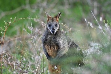 Wallaby looking at me