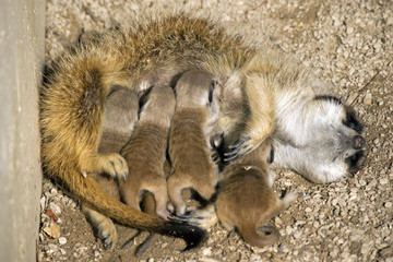 meerkat and babies