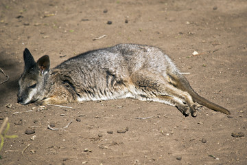 tammar wallaby