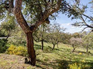 Fototapeta premium Cork tree with stripped bark in Andalusia, Spain