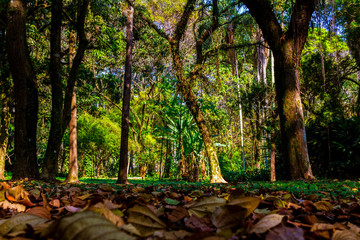 Famoso Parque do Piqueri no Tatuapé criado em 1901 em São Paulo Capital Brasil