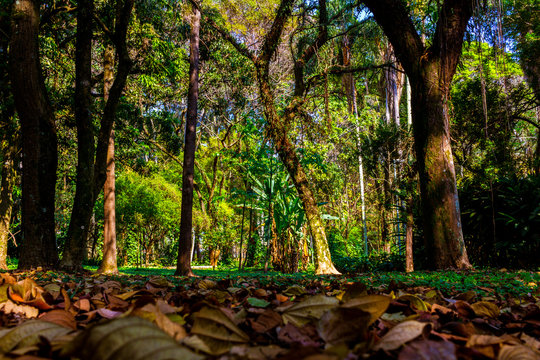 Famoso Parque do Piqueri no Tatuap&eacute; criado em 1901 em S&atilde;o Paulo Capital Brasil